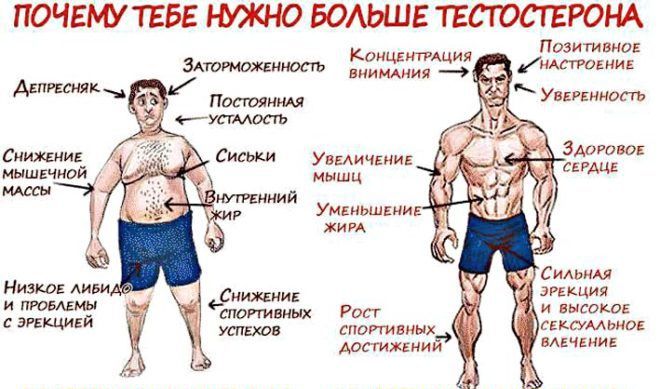 Тестостерон курс