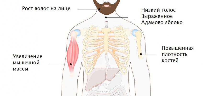 Уровень тестостерона